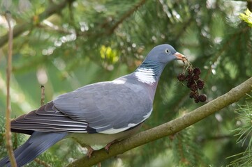 Pigeon in a tree