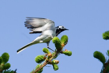 Wagtail on the branch