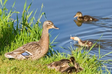 duck and ducklings