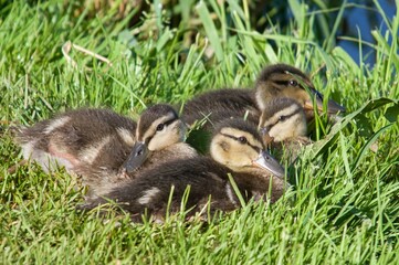 ducklings on grass