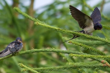 Swallow