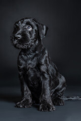 Obraz premium Cute little puppy of black Mittel Schnauzer breed, sitting with humiliating look. Closeup portrait of pretty dog, dark background, copy space.