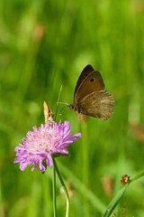 Butterfly in flight on the meadow