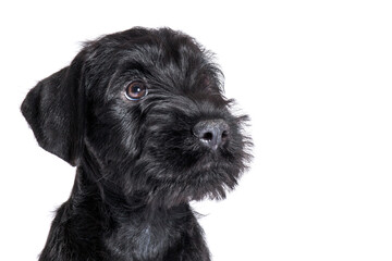 Closeup portrait of little puppy of black Mittel Schnauzer breed on white background with humiliating look. Cute purebred dog, copy space.