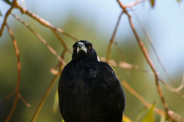 Close-up, front view of an Australian magpie bird perched on a tree
