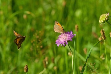 Butterfly in flight on the meadow