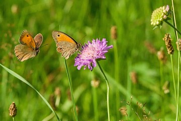 Butterfly in flight on the meadow