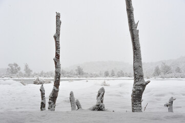 Tronc d'arbre enneigé à Ushuaia