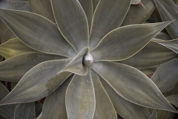 Close up shot of succulent plant 