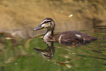 Close-up of Australian native pacific black duck in a green lake, in Adelaide, South Australia during summer