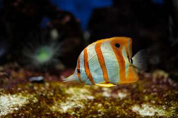 Fototapeta na wymiar Copperband butterflyfish Chelmon rostratus