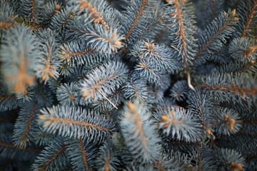  close up of pine needles