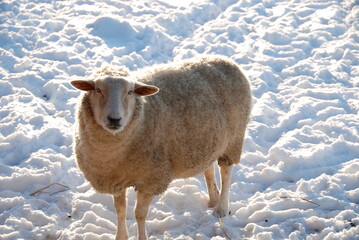 Winter, Schnee, Sonne