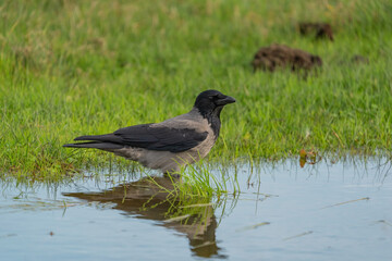 Hooded Crow (Corvus cornix) perched on the side of a small pond
