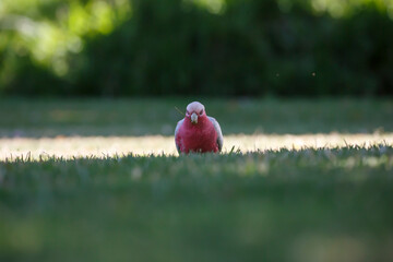 Australian pink and grey cockatoo bird called Galah, feeding on green grass outdoors