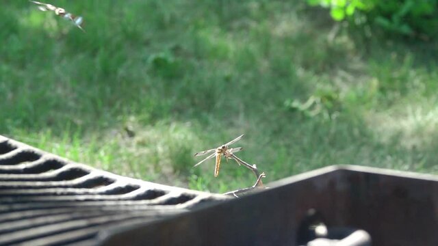 Dragonflies collide mid-air in slow motion (240p).