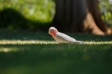 Australian pink and grey cockatoo bird called Galah, feeding on green grass outdoors