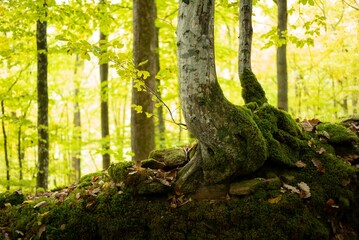Fototapeta na wymiar Birkenstamm mit bemoostem Waldboden im Gegenlicht
