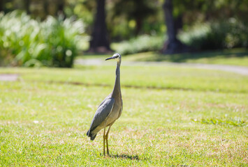 Obraz na płótnie Canvas Australian white faced heron bird walking on green grass at a park in Adelaide, South Australia