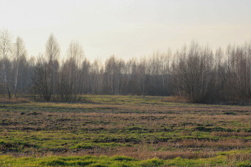 Trees On Field Against Sky
