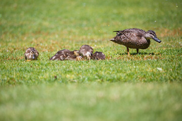 Obraz na płótnie Canvas Mother duck with ducklings feeding in a park on green grass under a sprinkler