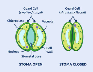 anatomy, bacteria, biological, biology, body, botanical, botany, cell, cellular, chemical, chloroplast, closed, dehydration, diagram, education, educational, english, epidermis, gas, green, guard, gua