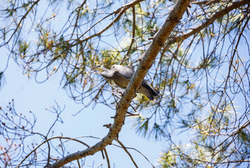 Australian White-faced heron bird perched on a tree in Adelaide, South Australia