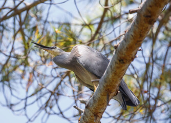 Australian White-faced heron bird perched on a tree in Adelaide, South Australia