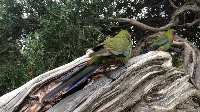 Rosella parrot on a tree closeup.
