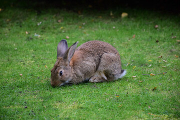 The hare sits on the grass in the middle of the frame and eats the grass. The foreground and background are blurred