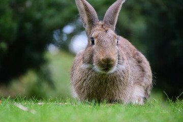 The hare sits on the grass on the right side of the frame and looks into the lens. The foreground and background are blurred
