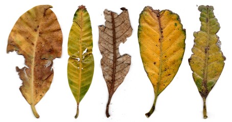 Leaf With Holes Eaten By Pests insects collection Isolated On White Background