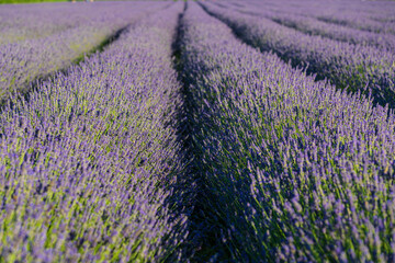 Lavender field in the Po Delta Natural Park