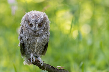 Portrait of otus scops standing on a branch with eyes downcast. Horizontally.
