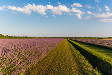 Naklejka na ściany i meble Lavender field in the Po Delta Natural Park