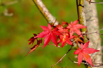 Red maple leaves with sunlight in autumn.
