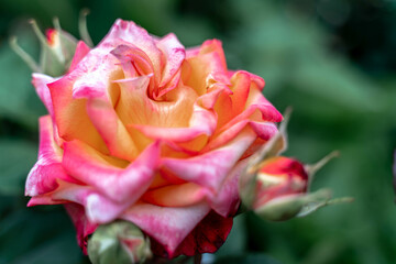 Pink striped rose flower with green leaves in the garden.