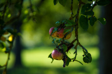apples on tree