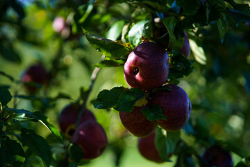 apples on tree