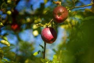 apples on tree