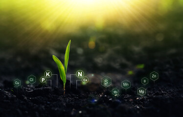 Corn plant on sunny background with digital mineral nutrients icon.	 Fertilization and the role of...