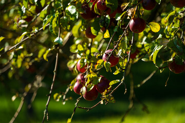 apples on tree
