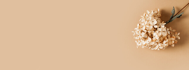 Dry hydrangea flowers beige background flat lay