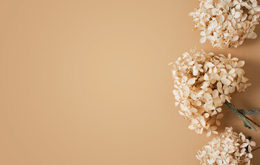 Dry hydrangea flowers beige background flat lay