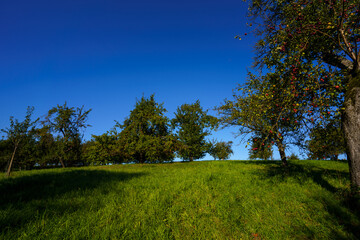 trees in the field