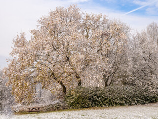 First winters snow on trees at Pickmere, Knutsford, Cheshire, UK