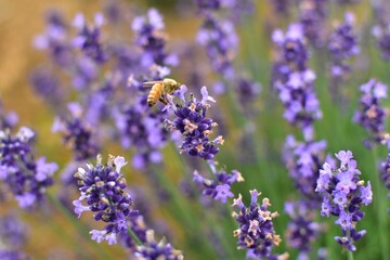 ラベンダーとミツバチ