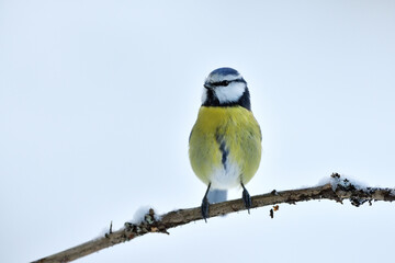 Blue tit on a branch in a cold winter