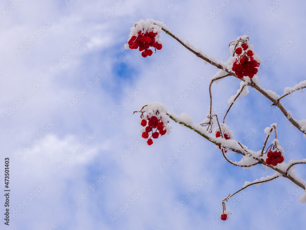 Wall mural First winters snow on red berries at Pickmere Lake, Pickmere, Knutsford, Cheshire, UK