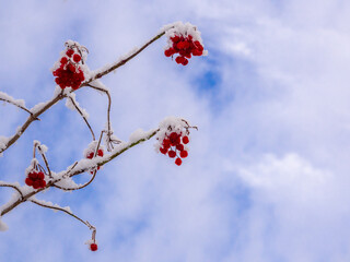 First winters snow on red berries at Pickmere Lake, Pickmere, Knutsford, Cheshire, UK